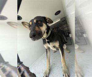 Labrador Retriever Dogs for adoption in Houston, TX, USA