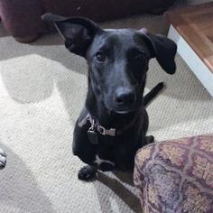 Labrador Retriever Dogs for adoption in Blairsville, GA, USA