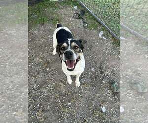 Mutt Dogs for adoption in Abbeville, LA, USA