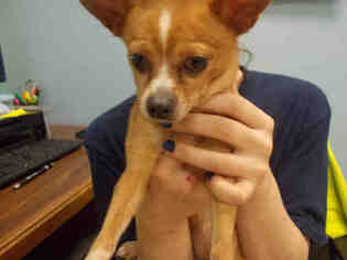 Medium Photo #1 Chihuahua Puppy For Sale in Rosenberg, TX, USA