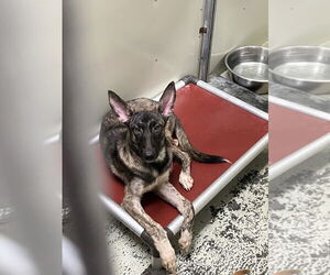 Mutt Dogs for adoption in Imlay City, MI, USA