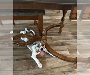 Catahoula Leopard Dog-Unknown Mix Dogs for adoption in Tampa, FL, USA