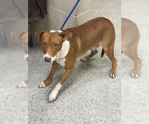 American Pit Bull Terrier-Unknown Mix Dogs for adoption in Conroe, TX, USA
