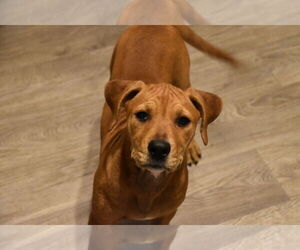 Rhodesian Ridgeback-Unknown Mix Dogs for adoption in Kansas City, MO, USA