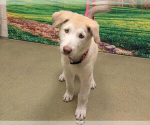 Siberian Husky-Unknown Mix Dogs for adoption in Moreno Valley, CA, USA