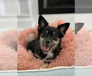 Chihuahua Dogs for adoption in Conway, AR, USA