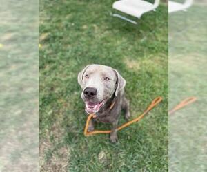 Labrador Retriever-Unknown Mix Dogs for adoption in Louisville, KY, USA