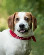 Bagle Hound Dogs for adoption in Scituate, MA, USA