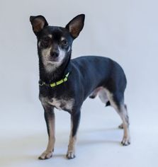 Medium Photo #1 Chihuahua-Unknown Mix Puppy For Sale in Alpharetta, GA, USA