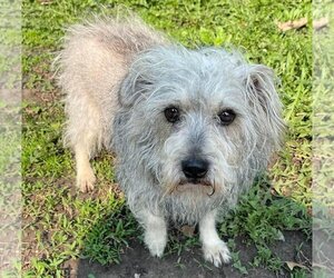 Norfolk Terrier-Unknown Mix Dogs for adoption in Mankato, MN, USA
