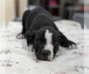 American Pit Bull Terrier-Staffordshire Bull Terrier Mix Dogs for adoption in Center Township, PA, USA