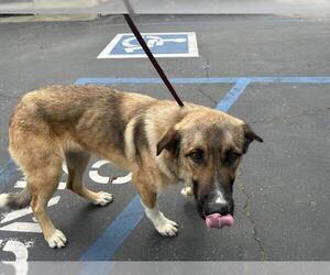 German Shepherd Dog-Unknown Mix Dogs for adoption in Visalia, CA, USA