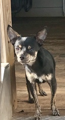 Chihuahua Dogs for adoption in Prague, OK, USA