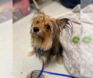 Pomeranian-Unknown Mix Dogs for adoption in Boston, MA, USA