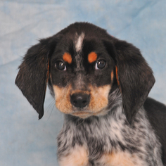 Coonhound-Unknown Mix Dogs for adoption in Danville, KY, USA