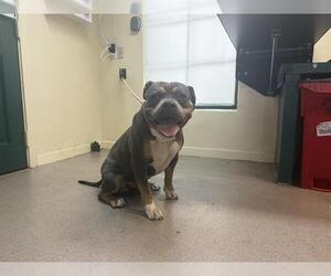 American Pit Bull Terrier-Unknown Mix Dogs for adoption in Pasadena, CA, USA
