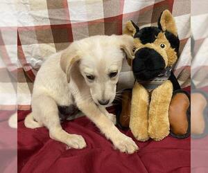 Australian Cattle Dog-Labrador Retriever Mix Dogs for adoption in Modesto, CA, USA