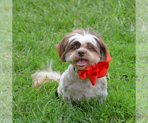 Shih Tzu Dogs for adoption in Gretna, NE, USA