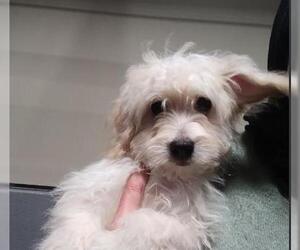 Maltese Dogs for adoption in Alameda, CA, USA