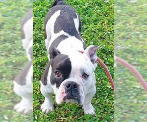 Bulldog-Unknown Mix Dogs for adoption in Fort Lauderdale, FL, USA