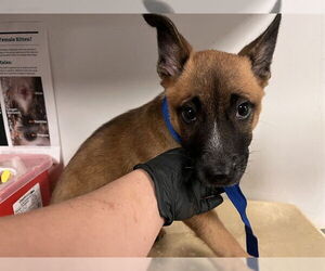 German Shepherd Dog-Unknown Mix Dogs for adoption in Corona, CA, USA