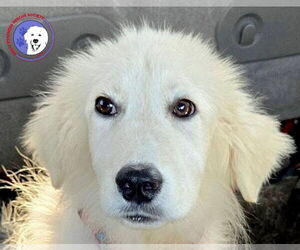 Great Pyrenees Dogs for adoption in Spring, TX, USA