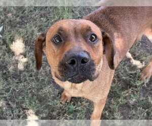 Redbone Coonhound-Unknown Mix Dogs for adoption in Tulsa, OK, USA