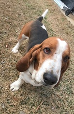 Medium Photo #1 Basset Hound Puppy For Sale in Carrollton, TX, USA