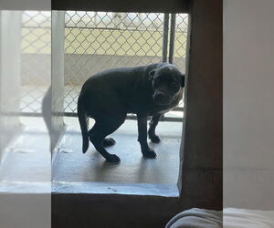 American Staffordshire Terrier-Unknown Mix Dogs for adoption in Tallahassee, FL, USA