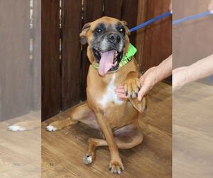Boxer Dogs for adoption in Bandera, TX, USA