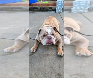 Bulldog Dogs for adoption in Newport Beach, CA, USA