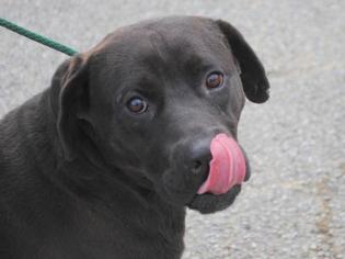 Boxador Dogs for adoption in Anniston, AL, USA
