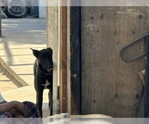 German Shepherd Dog-Unknown Mix Dogs for adoption in Stockton, CA, USA