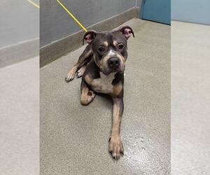 American Pit Bull Terrier-Unknown Mix Dogs for adoption in Las Vegas, NV, USA