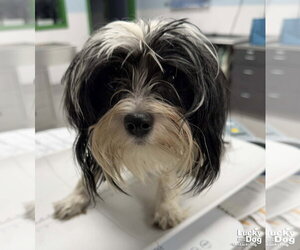 Shih Tzu-Unknown Mix Dogs for adoption in Washington, DC, USA