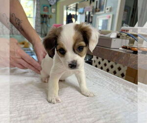 Medium Photo #1 Cock-A-Poo-Unknown Mix Puppy For Sale in Benton, LA, USA