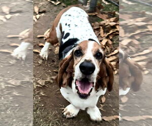 Basset Hound Dogs for adoption in Deepwater, NJ, USA