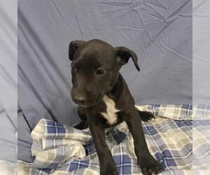 American Pit Bull Terrier-Labrador Retriever Mix Dogs for adoption in Modesto, CA, USA