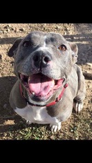 American Pit Bull Terrier Dogs for adoption in Chico, CA, USA