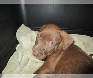 Labrador Retriever Dogs for adoption in Ocala, FL, USA