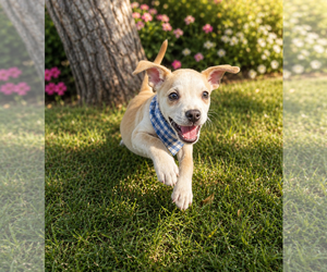 Chug Dogs for adoption in Phoenix, AZ, USA