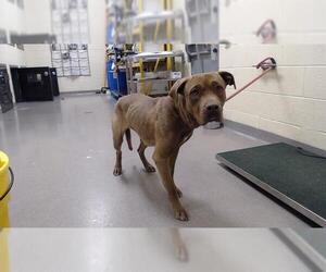 Labrador Retriever-Unknown Mix Dogs for adoption in Denver, CO, USA