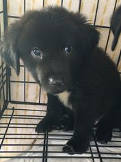 Borador Dogs for adoption in Leesville, SC, USA