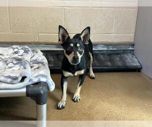 Chihuahua-Unknown Mix Dogs for adoption in Martinez, CA, USA