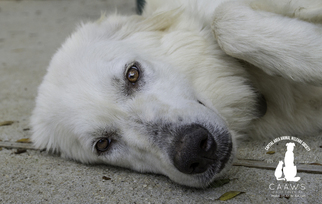 Great Pyrenees-Unknown Mix Dogs for adoption in Baton Rouge, LA, USA