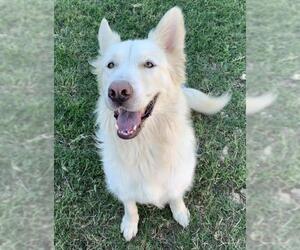 Golden Shepherd Dogs for adoption in Rockwall, TX, USA
