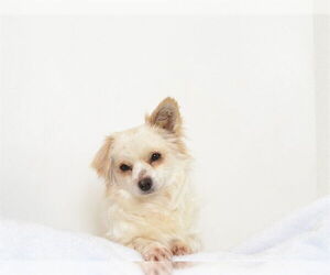 Chihuahua-Unknown Mix Dogs for adoption in Oroville, CA, USA