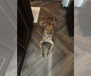 American Pit Bull Terrier-Labrador Retriever Mix Dogs for adoption in St. Cloud, MN, USA