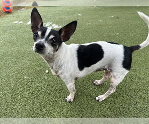 Chihuahua-Unknown Mix Dogs for adoption in Pasadena, TX, USA
