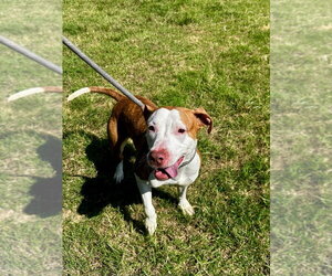 Mutt Dogs for adoption in Glen Allen, VA, USA